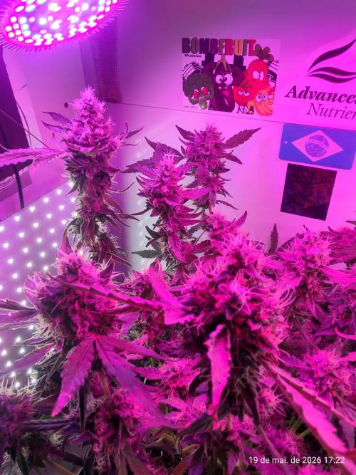 Skittles Pie. Week 17