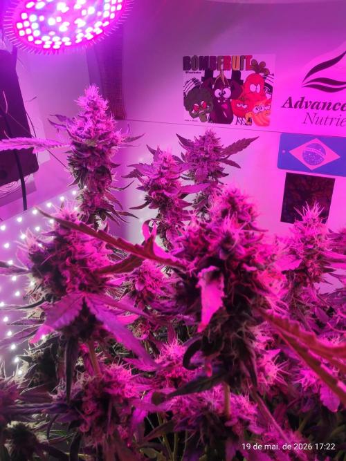 Skittles Pie. Week 17