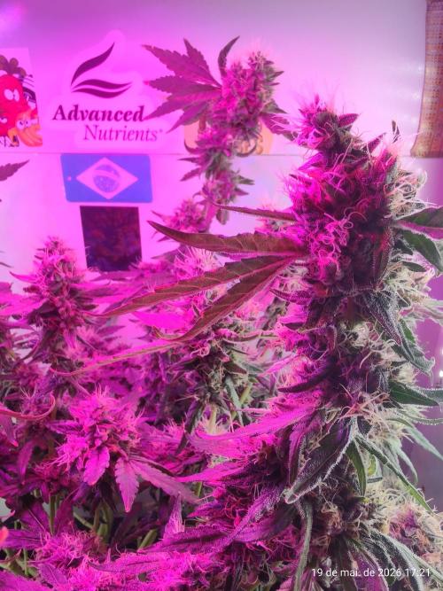 Skittles Pie. Week 17