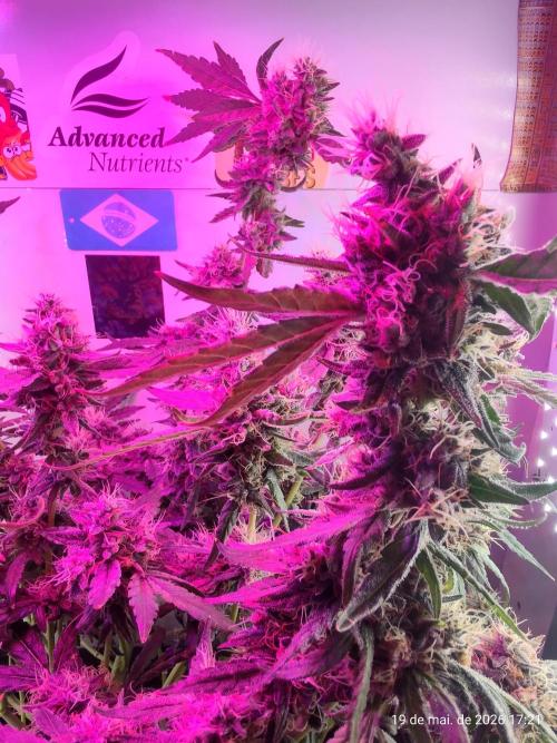 Skittles Pie. Week 17