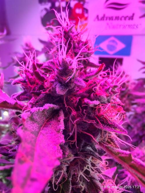 Skittles Pie. Week 17