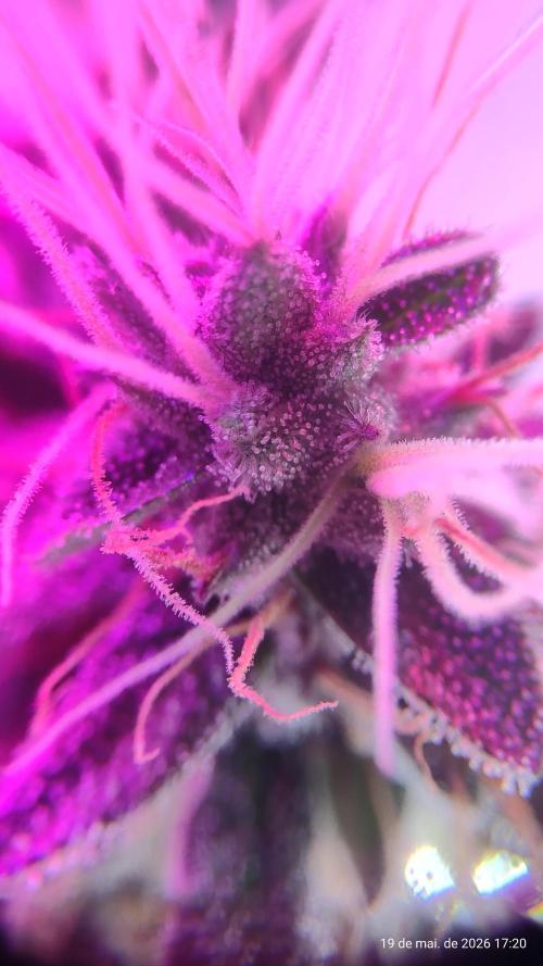 Skittles Pie. Week 17