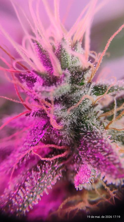 Skittles Pie. Week 17