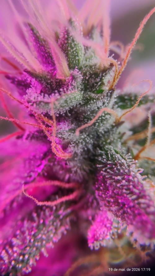 Skittles Pie. Week 17