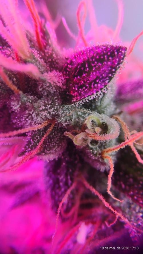 Skittles Pie. Week 17