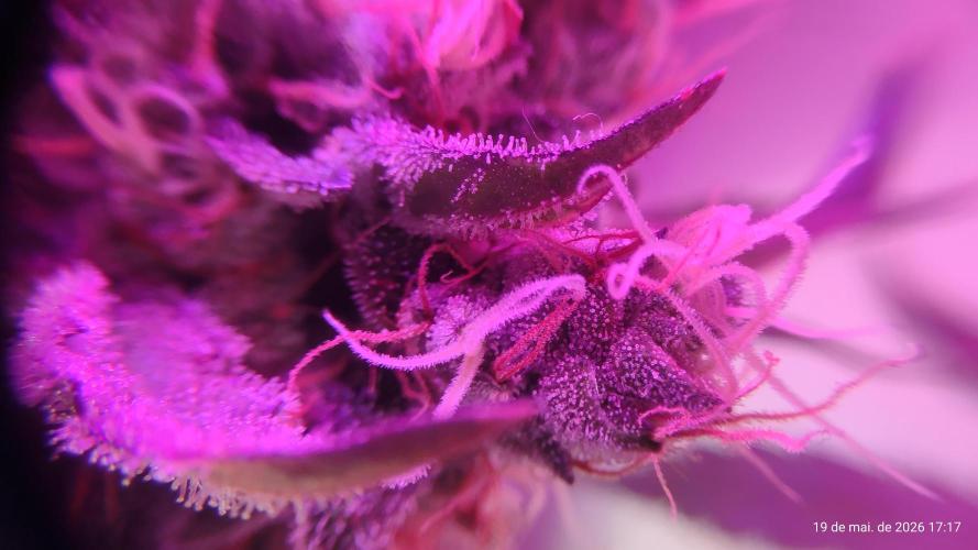 Skittles Pie. Week 17
