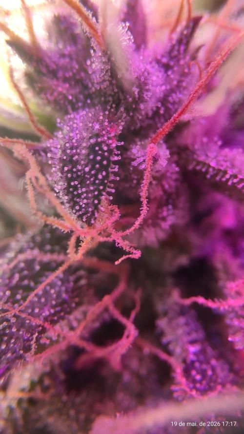 Skittles Pie. Week 17