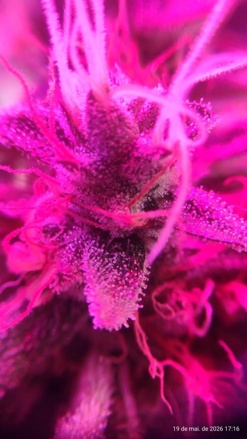 Skittles Pie. Week 17