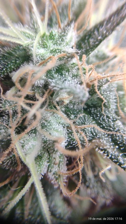 Skittles Pie. Week 17