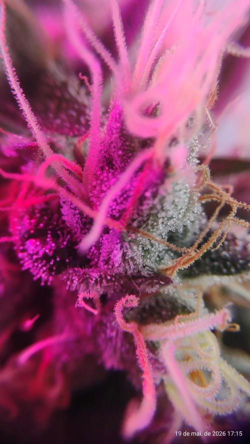 Skittles Pie. Week 17