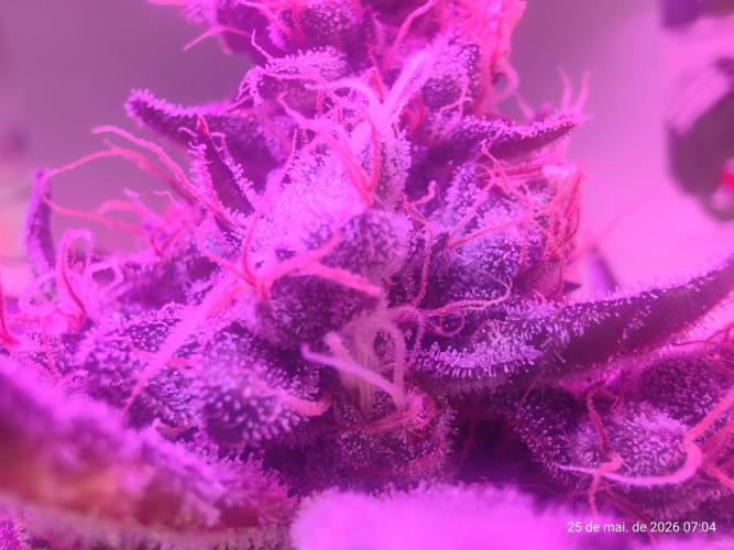 Skittles Pie. Week 19