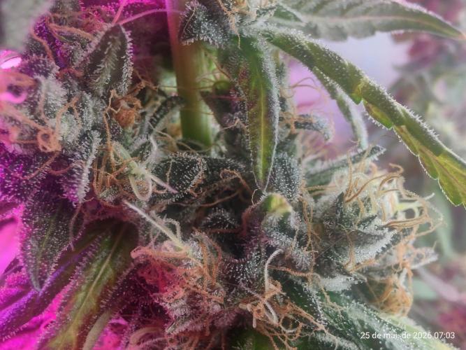 Skittles Pie. Week 19