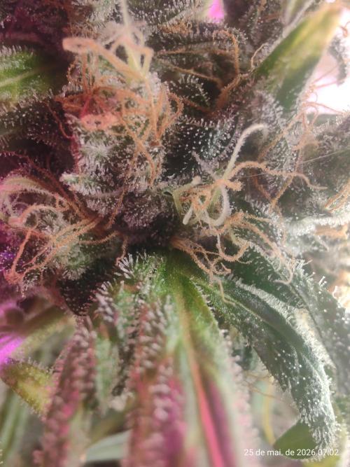 Skittles Pie. Week 19