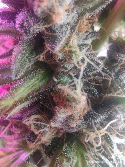 Skittles Pie. Week 19