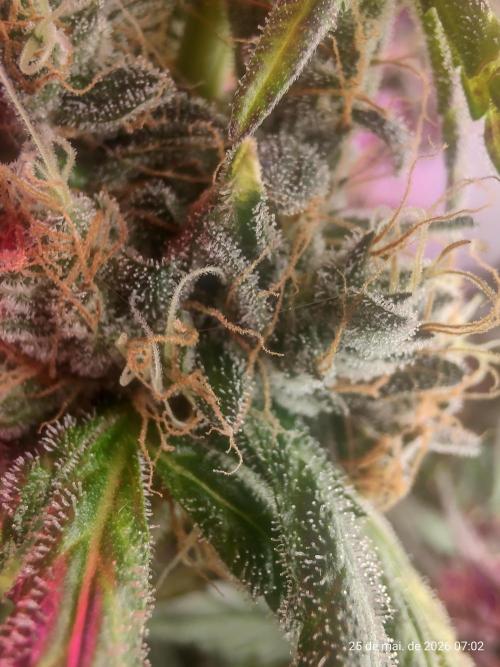Skittles Pie. Week 19
