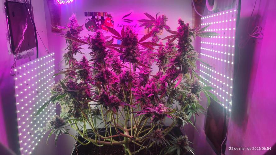 Skittles Pie. Week 19