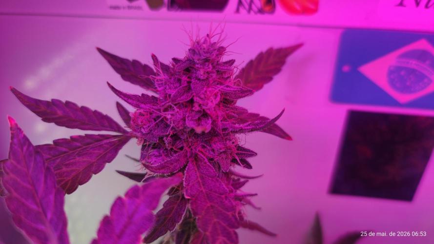 Skittles Pie. Week 19
