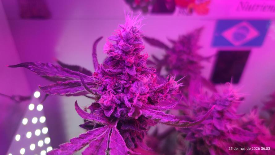 Skittles Pie. Week 19
