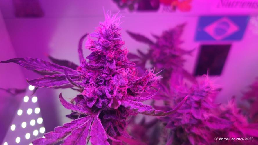 Skittles Pie. Week 19