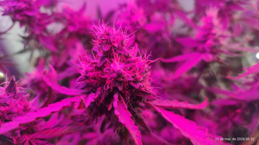 Skittles Pie. Week 19