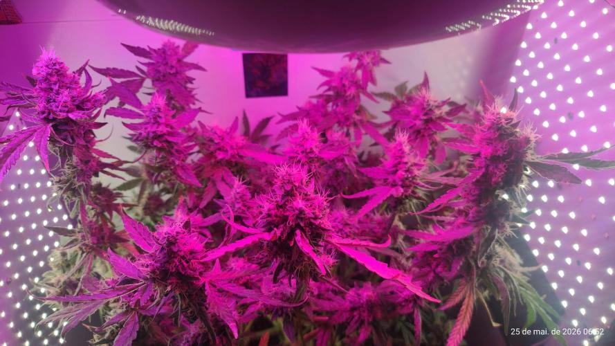 Skittles Pie. Week 19