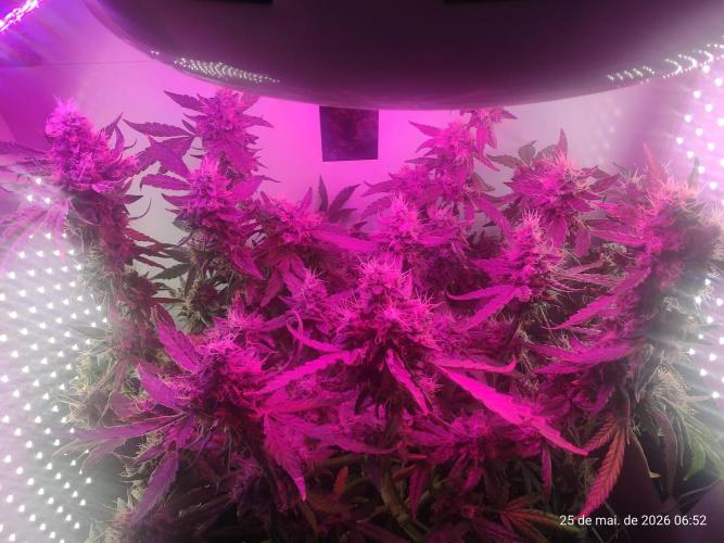 Skittles Pie. Week 19