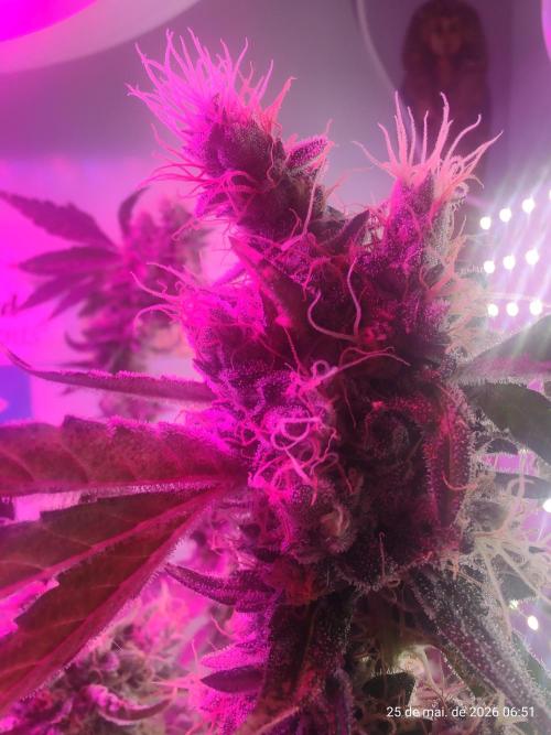 Skittles Pie. Week 19