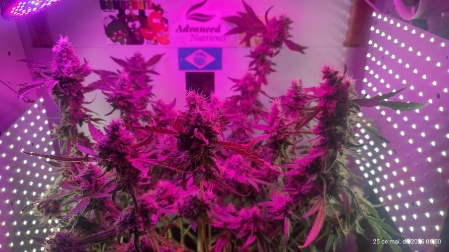 Skittles Pie. Week 19