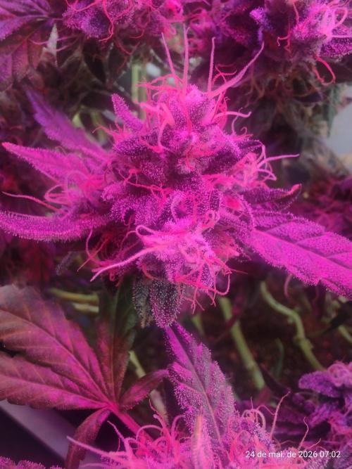 Skittles Pie. Week 18
