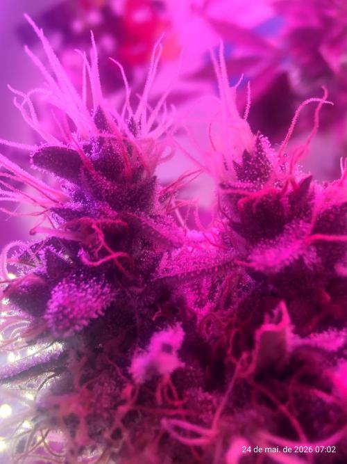 Skittles Pie. Week 18