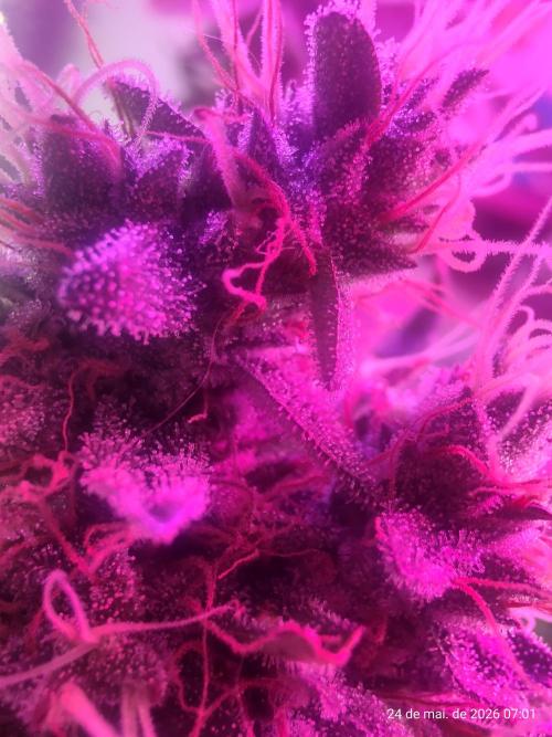 Skittles Pie. Week 18