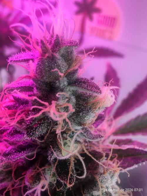 Skittles Pie. Week 18