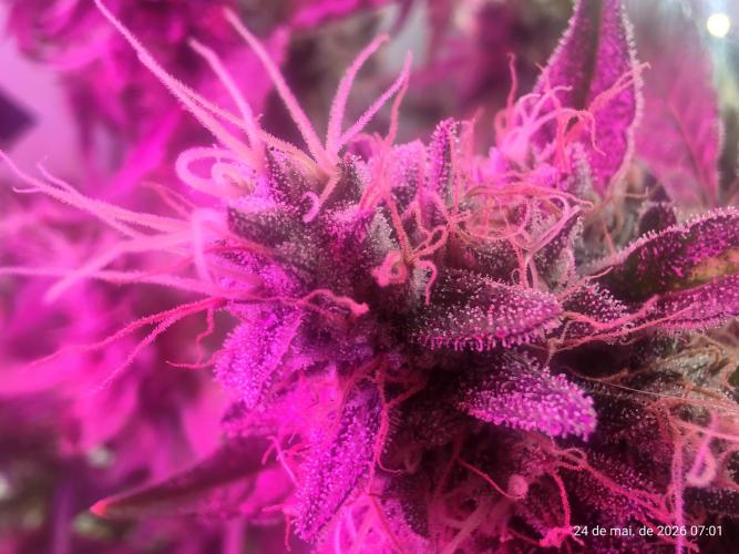 Skittles Pie. Week 18
