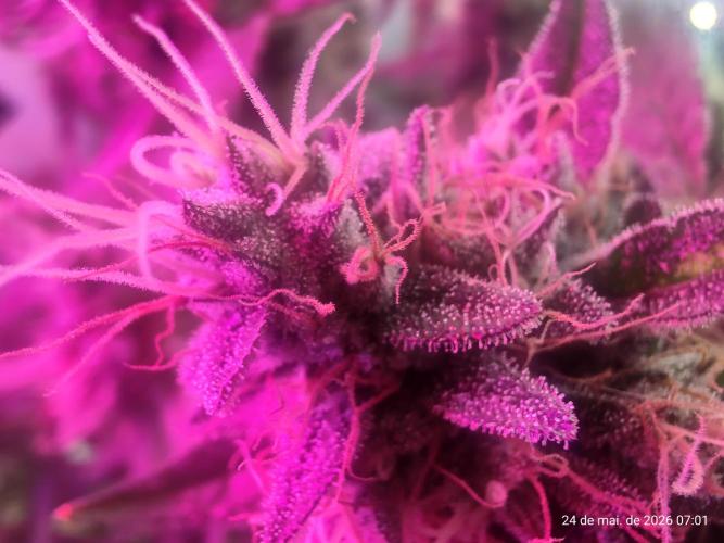 Skittles Pie. Week 18