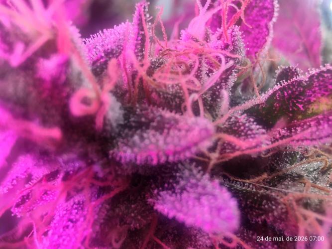 Skittles Pie. Week 18