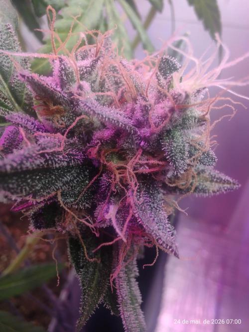 Skittles Pie. Week 18