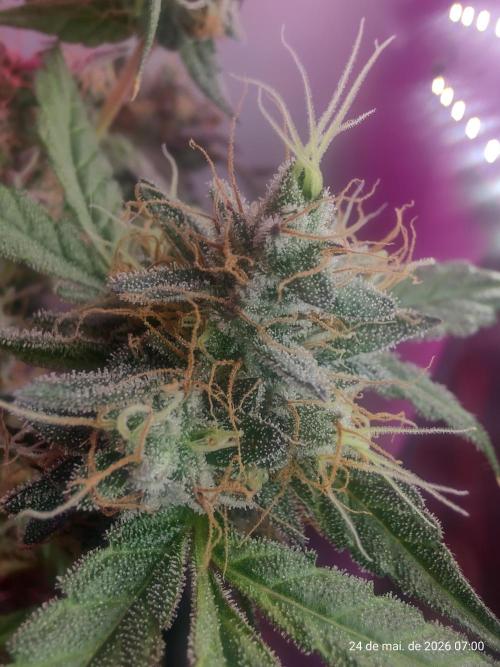 Skittles Pie. Week 18