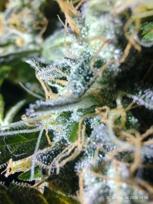 Skittles Pie. Week 19