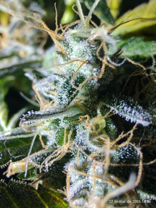 Skittles Pie. Week 19