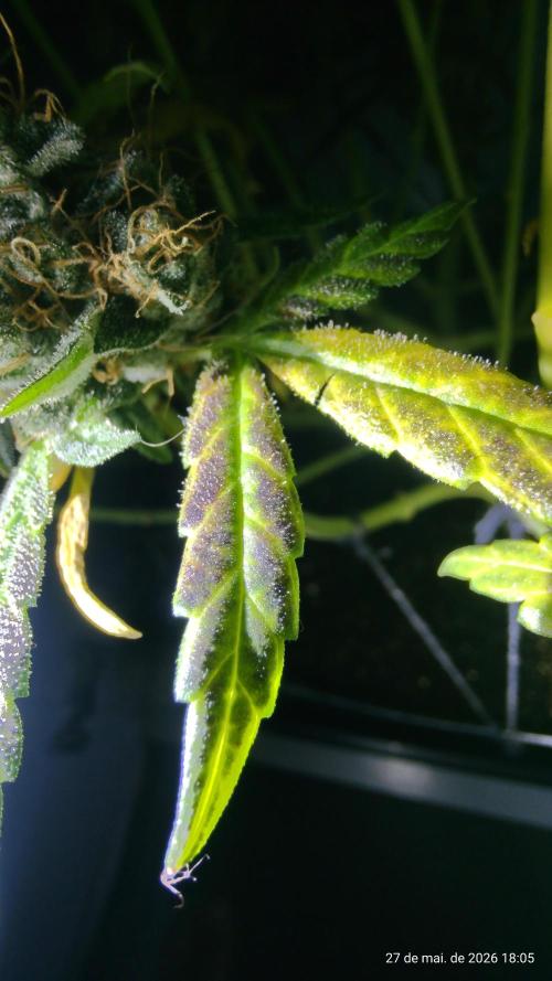 Skittles Pie. Week 19