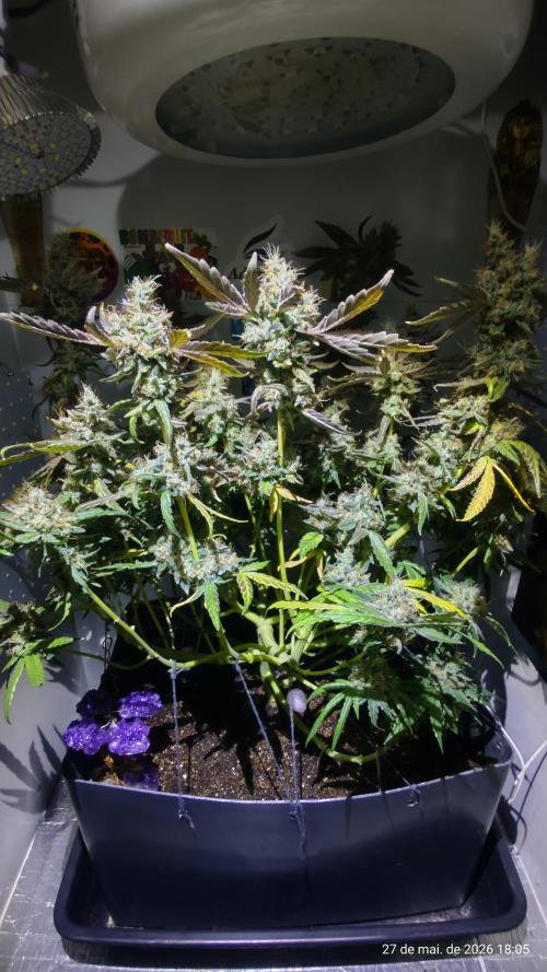 Skittles Pie. Week 19