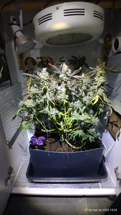 Skittles Pie. Week 19