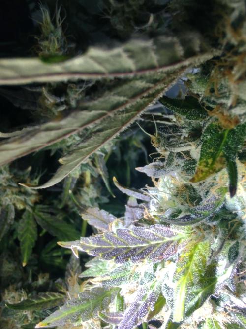 Skittles Pie. Week 19