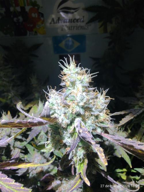 Skittles Pie. Week 19