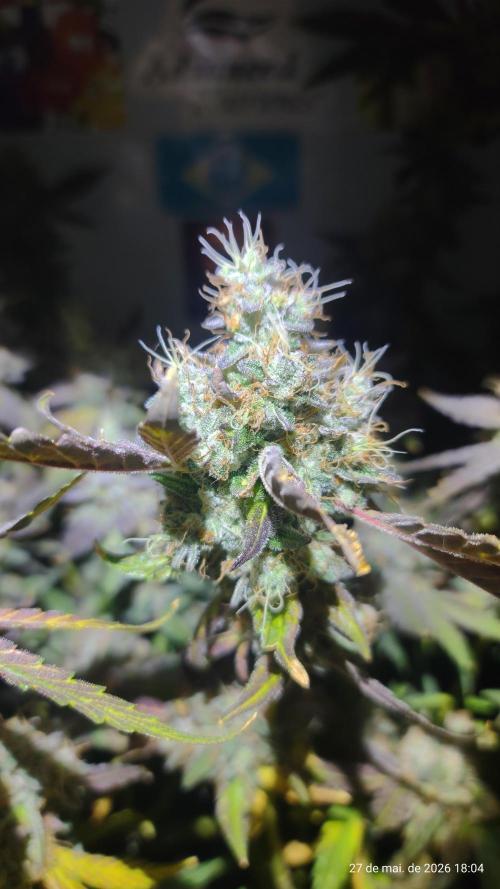 Skittles Pie. Week 19