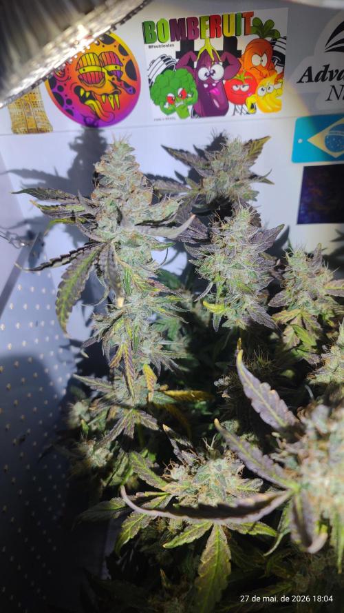 Skittles Pie. Week 19