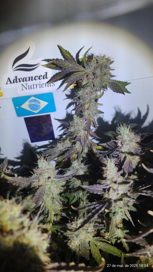 Skittles Pie. Week 19