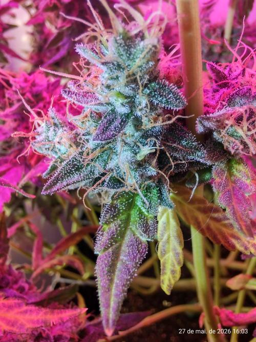 Skittles Pie. Week 19