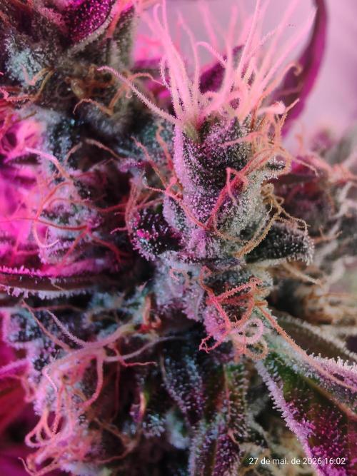 Skittles Pie. Week 19