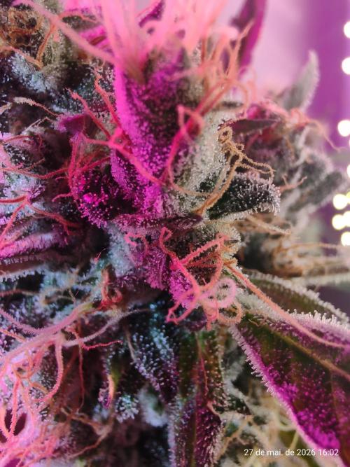 Skittles Pie. Week 19